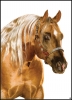 PeekoDelCieloPortraitjpg